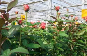Conflict-linked logistics crisis impacts Kenya’s flower trade